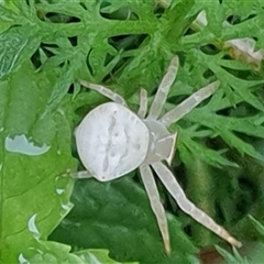 Thomisidae (family) at Copmanhurst, NSW - suppressed
