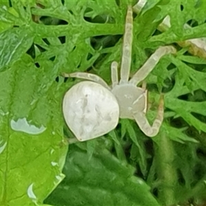 Thomisidae (family) at Copmanhurst, NSW - suppressed