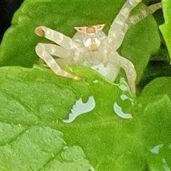 Thomisidae (family) at Copmanhurst, NSW - suppressed