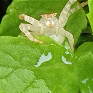 Thomisidae (family) at Copmanhurst, NSW - suppressed