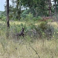 Osphranter robustus robustus at Orangeville, NSW - Today by belleandjason