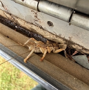 Gryllacrididae (family) at Orangeville, NSW - Today by belleandjason