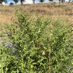 Dittrichia graveolens at Strathnairn, ACT - 24 Mar 2025 01:47 PM