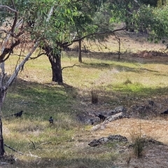 Corcorax melanorhamphos (White-winged Chough) at Bowning, NSW - 23 Mar 2025 by Maren