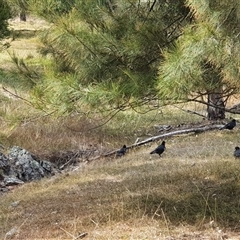Corcorax melanorhamphos at Bowning, NSW - 23 Mar 2025 10:22 AM