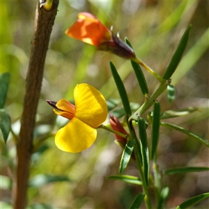 Bossiaea heterophylla (Variable Bossiaea) at Bundanoon, NSW - 19 Mar 2025 by RobG1