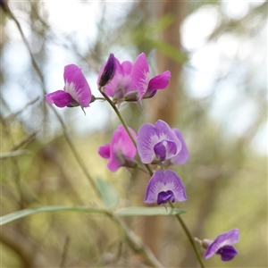 Glycine microphylla at Bundanoon, NSW - 19 Mar 2025 by RobG1