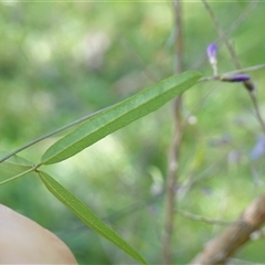 Glycine clandestina at Bundanoon, NSW - 19 Mar 2025 02:14 PM