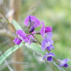 Glycine clandestina at Bundanoon, NSW - 19 Mar 2025 02:14 PM