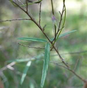 Glycine clandestina at Bundanoon, NSW - 19 Mar 2025 02:14 PM