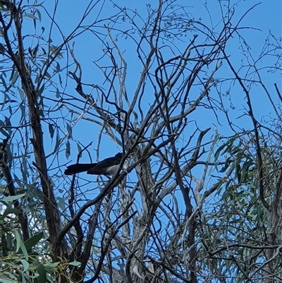 Rhipidura leucophrys (Willie Wagtail) at Bowning, NSW - 24 Mar 2025 by Maren