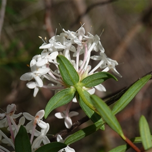 Pimelea linifolia subsp. linifolia at Bundanoon, NSW - 19 Mar 2025 02:20 PM