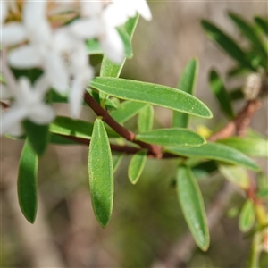 Pimelea linifolia subsp. linifolia at Bundanoon, NSW - 19 Mar 2025 02:20 PM