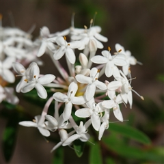Pimelea linifolia subsp. linifolia at Bundanoon, NSW - 19 Mar 2025 02:20 PM