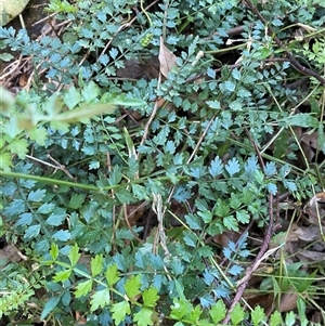 Pandorea pandorana at Cordeaux, NSW - suppressed