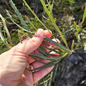 Bossiaea grayi at Kambah, ACT - suppressed