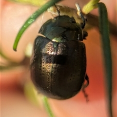 Chrysolina quadrigemina (Greater St Johns Wort beetle) at Pearce, ACT - 22 Mar 2025 by Miranda