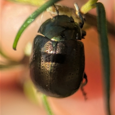 Chrysolina quadrigemina (Greater St Johns Wort beetle) at Pearce, ACT - 22 Mar 2025 by Miranda