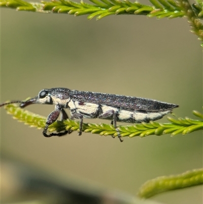 Rhinotia phoenicoptera (Belid weevil) at Chifley, ACT - 22 Mar 2025 by Miranda