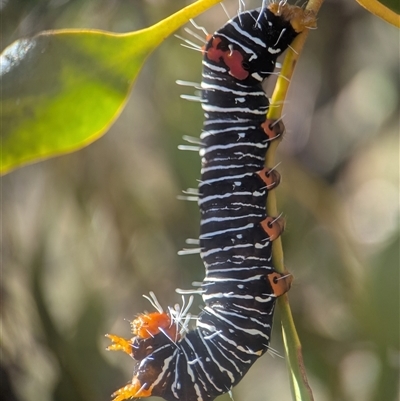 Comocrus behri (Mistletoe Day Moth) at Fisher, ACT - 22 Mar 2025 by Miranda