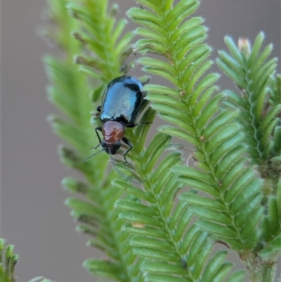 Adoxia benallae (Leaf beetle) at Fisher, ACT - 22 Mar 2025 by Miranda