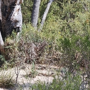Bossiaea grayi at Kambah, ACT - suppressed