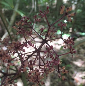 Polyscias purpurea at Syndicate, QLD - 1 Mar 2015 11:09 AM