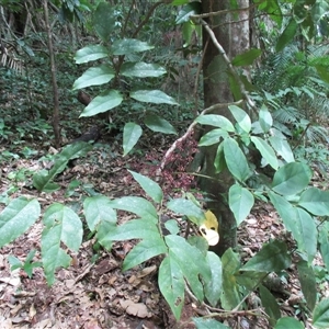 Polyscias purpurea at Syndicate, QLD - 1 Mar 2015 11:09 AM