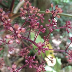 Polyscias purpurea at Syndicate, QLD - 1 Mar 2015 11:09 AM