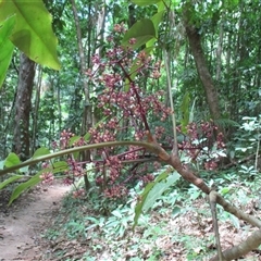 Polyscias purpurea at Syndicate, QLD - 1 Mar 2015 11:09 AM