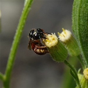 Exoneura sp. (genus) at Bundanoon, NSW - 19 Mar 2025 by RobG1