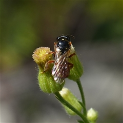 Exoneura sp. (genus) at Bundanoon, NSW - 19 Mar 2025 02:31 PM