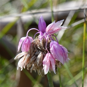 Sowerbaea juncea (Vanilla Lily) at Bundanoon, NSW - 19 Mar 2025 by RobG1