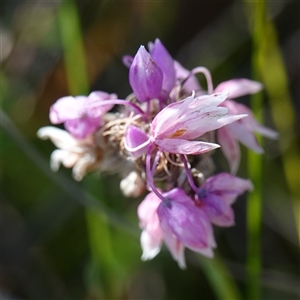 Sowerbaea juncea at Bundanoon, NSW - 19 Mar 2025 03:04 PM