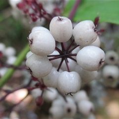 Polyscias purpurea at Syndicate, QLD - 9 Mar 2015 01:51 PM