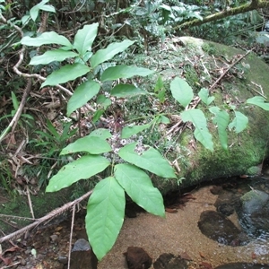 Polyscias purpurea at Syndicate, QLD - 9 Mar 2015 01:51 PM