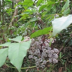 Polyscias purpurea at Syndicate, QLD - 9 Mar 2015 01:51 PM