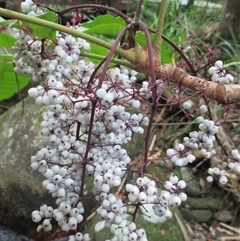 Polyscias purpurea at Syndicate, QLD - 9 Mar 2015 01:51 PM