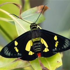 Euschemon rafflesia (Regent Skipper Butterfly) at Port Macquarie, NSW - 24 Mar 2025 by rawshorty