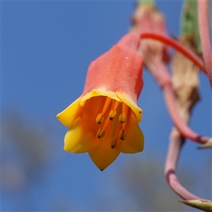 Blandfordia nobilis (Christmas Bells) at Bundanoon, NSW - 19 Mar 2025 by RobG1