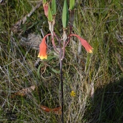 Blandfordia nobilis at Bundanoon, NSW - suppressed
