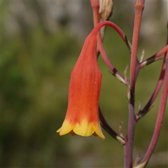 Blandfordia nobilis at Bundanoon, NSW - suppressed