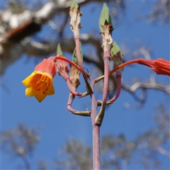 Blandfordia nobilis at Bundanoon, NSW - suppressed