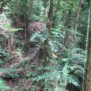 Polyscias mollis at Syndicate, QLD - 27 Jan 2015 10:45 AM