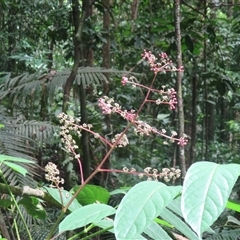 Polyscias mollis at Syndicate, QLD - 27 Jan 2015 10:45 AM