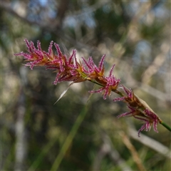 Lepyrodia cryptica at Bundanoon, NSW - 19 Mar 2025 03:13 PM