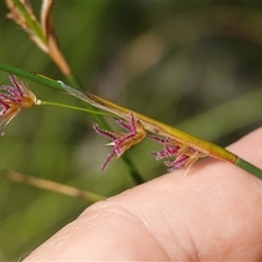 Lepyrodia cryptica at Bundanoon, NSW - 19 Mar 2025 03:13 PM