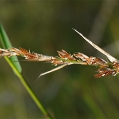 Lepyrodia cryptica at Bundanoon, NSW - 19 Mar 2025 03:13 PM