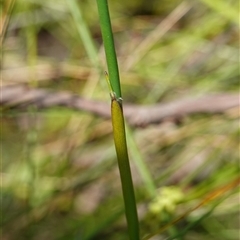 Lepyrodia cryptica at Bundanoon, NSW - 19 Mar 2025 03:13 PM