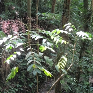 Polyscias mollis at Syndicate, QLD - 2 Feb 2015 03:00 PM